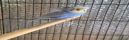 Budgerigars birds for sale: Beautiful pair of helicopter budgies  - Advert 3