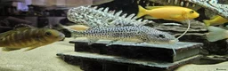 Other/Mixed Breed fish for sale: Assortment of fish  - Advert 32