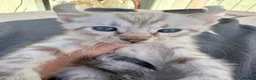 Keetso cats for sale: Awesome litter of polydactyl snow leopard Keetsos  - Advert 10