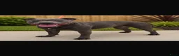 Staffordshire Bull Terrier dogs for sale: Bell  - Advert 4