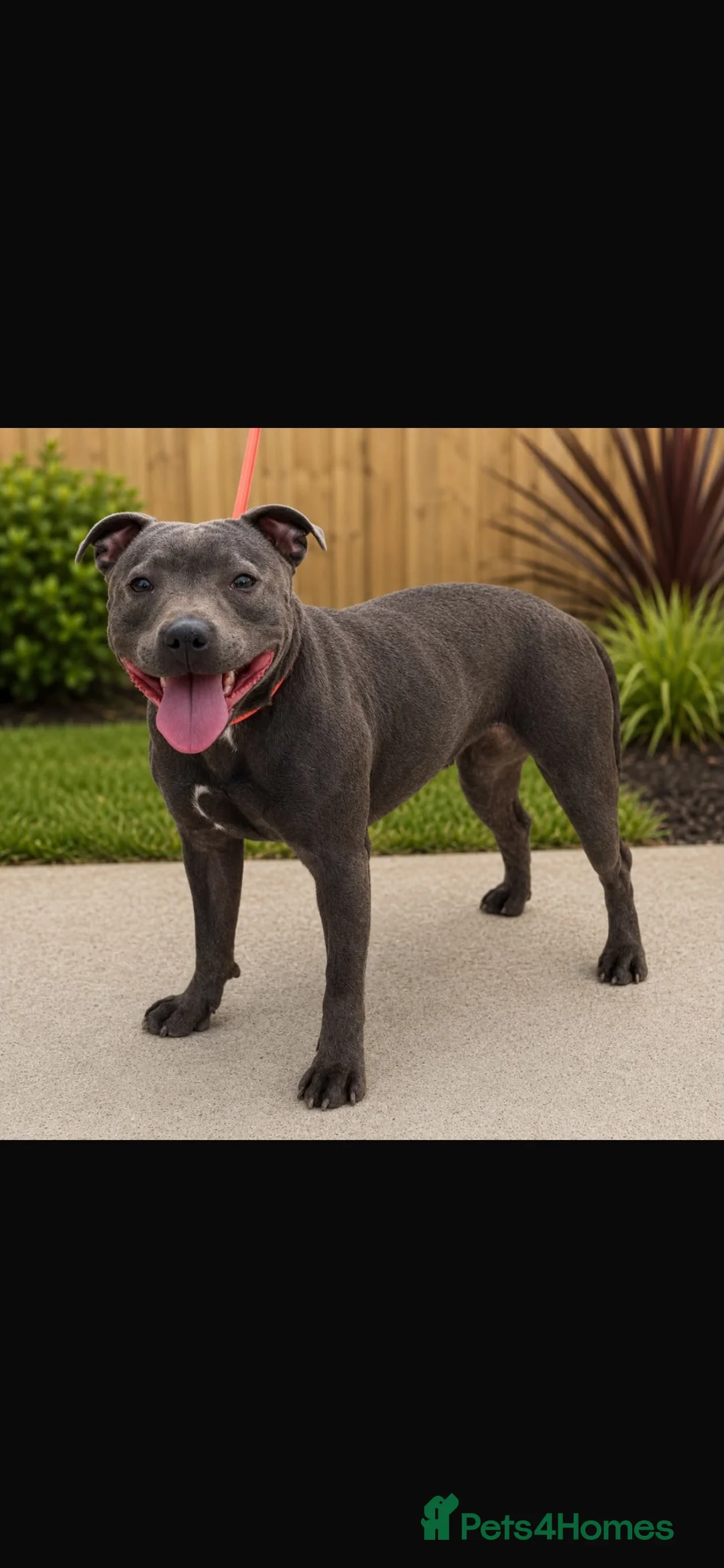 Staffordshire Bull Terrier dogs for sale: Bell  - Advert 4