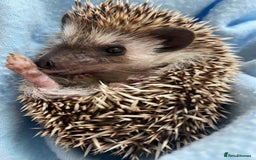 Pygmy Hedgehog rodents for sale: Male and Female African Pygmy hedgehogs - Image 1