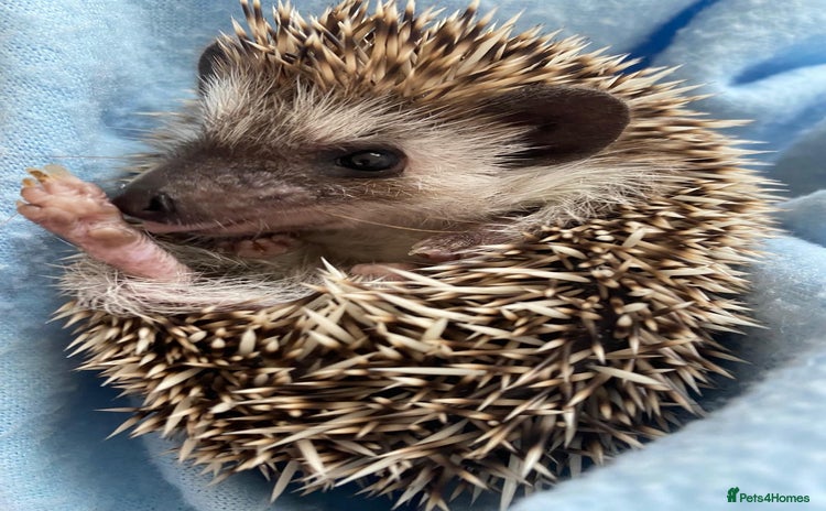 Pygmy Hedgehog rodents - Advert 8