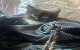 Mixed Breed cats for sale: Kittens ready 26th Aug - Image 13