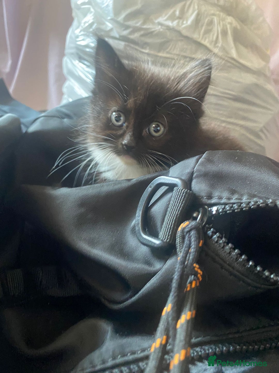 Mixed Breed cats for sale: Kittens ready 26th Aug - Image 13
