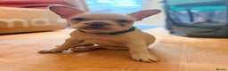 French Bulldog dogs for sale: Beautiful French Bulldog Puppies - Advert 7