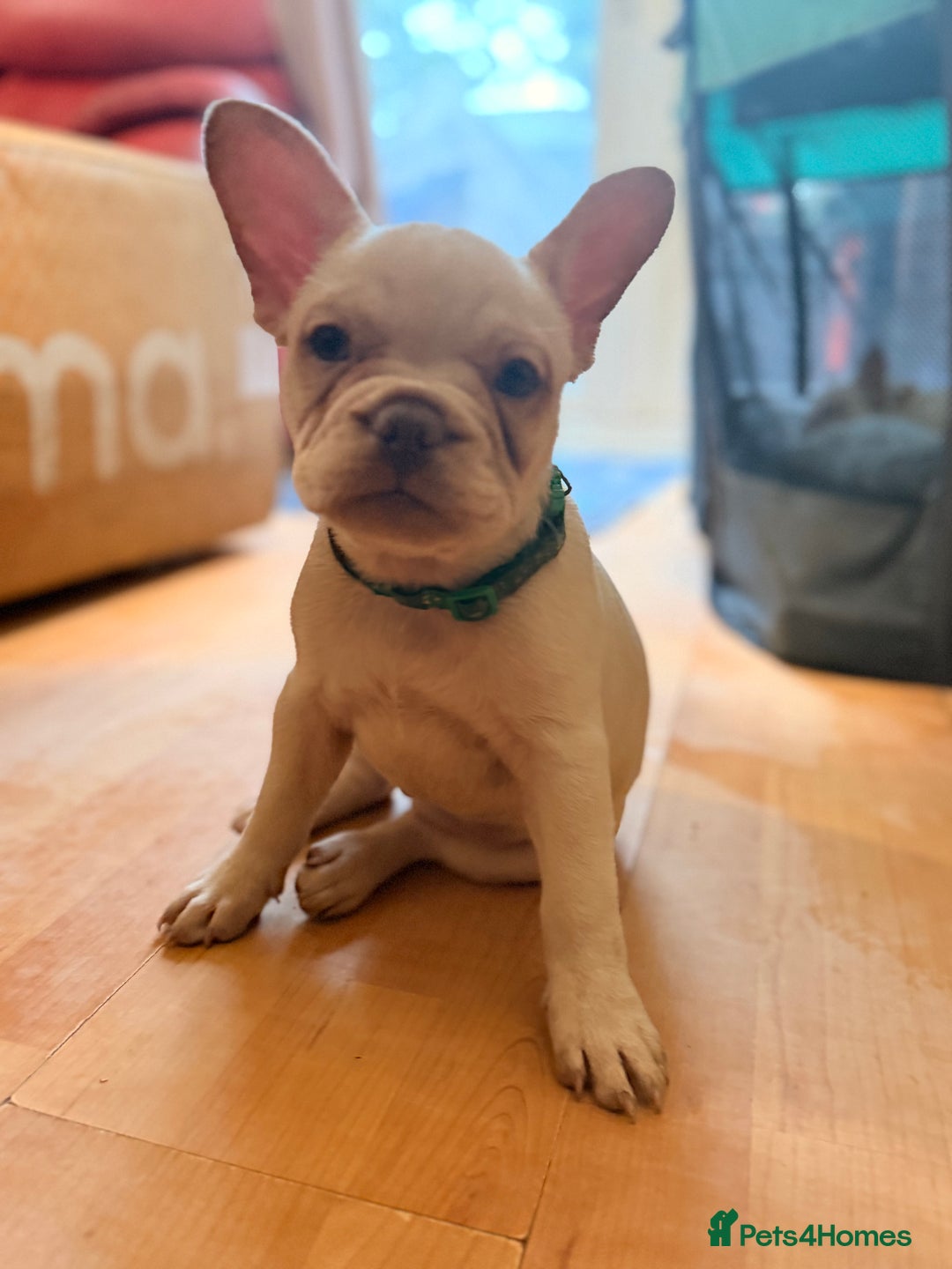 French Bulldog dogs for sale: Beautiful French Bulldog Puppies - Advert 7