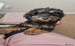Cockapoo dogs for sale: Cockapoo puppies F1/F1b. Health tested ready soon  - Image 7