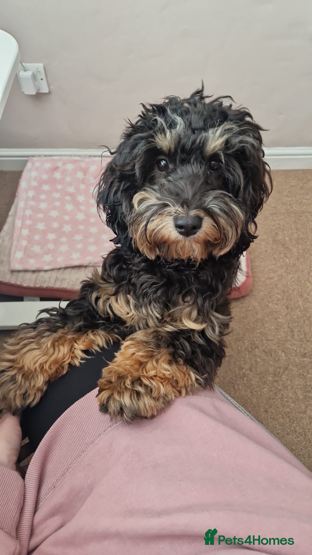 Cockapoo dogs for sale: Cockapoo puppies F1/F1b. Health tested ready soon  - Image 7