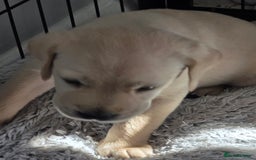 Labrador Retriever dogs for sale: Labrador retriever  - Image 2