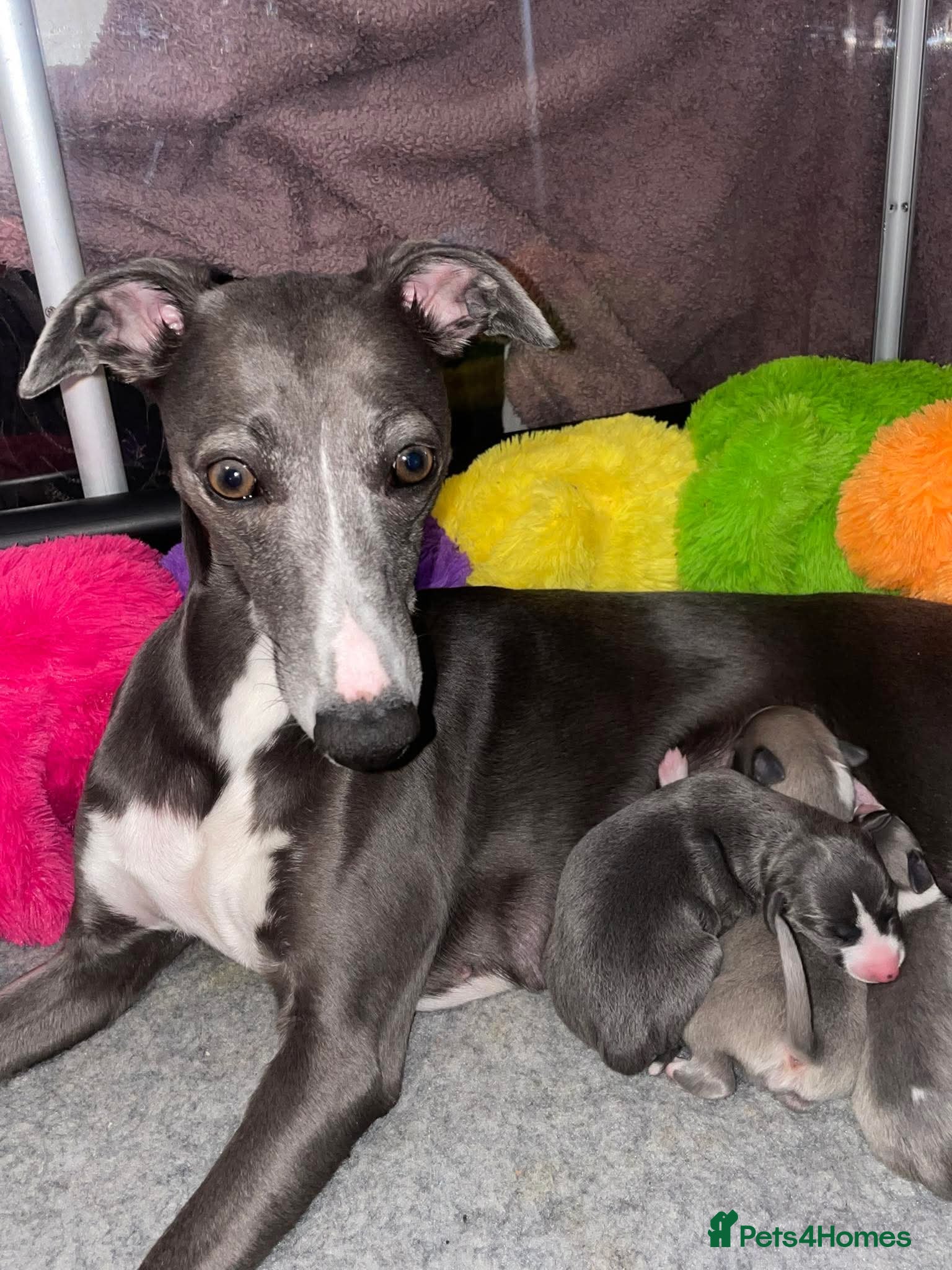 Whippet dogs STUNNING  RKC LITTER  - Advert 3