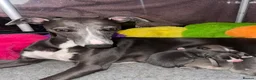 Whippet dogs for sale: NEW KIDS ON THE BLOCK /STUNNING  RKC LITTER  - Advert 26