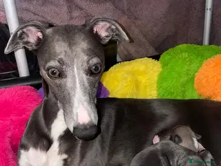 Whippet dogs STUNNING RKC LITTER - Advert 3
