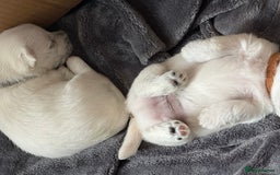 West Highland Terrier dogs for sale: Stunning Hand-Reared Westies – 4 Beautiful Boys - Image 7