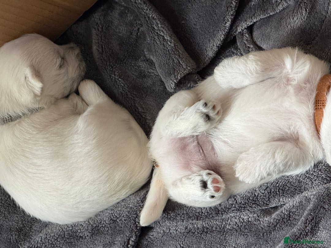 West Highland Terrier dogs for sale: Stunning Hand-Reared Westies – 4 Beautiful Boys - Image 7
