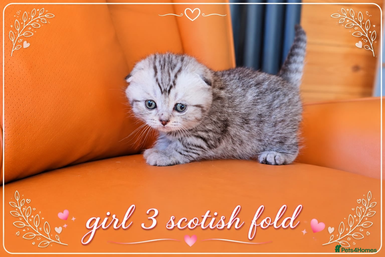 Scottish Fold cats Scotish Fold Kittens - Advert 4