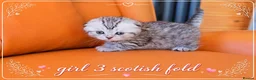 Scottish Fold cats for sale: Scotish Fold Kittens - Advert 1
