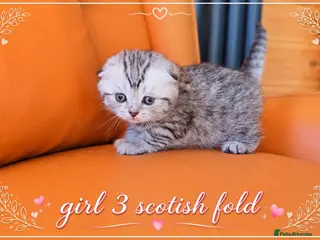 Scottish Fold cats Scotish Fold Kittens - Advert 2
