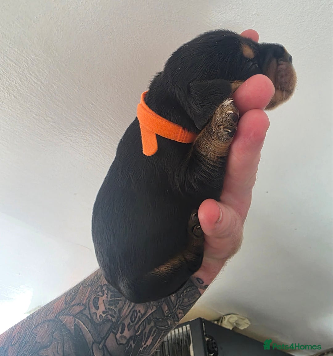 Bocker dogs for sale: 7x Bocker pups (born 22/06/2025) - Image 13