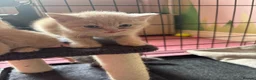 British Shorthair cats for sale: British Short Hair kittens for sale READY TO GO - Advert 16