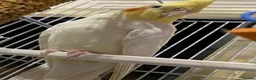 Cockatiels birds for sale: White Lutino cockatiel 17 weeks old in Derby - Advert 2