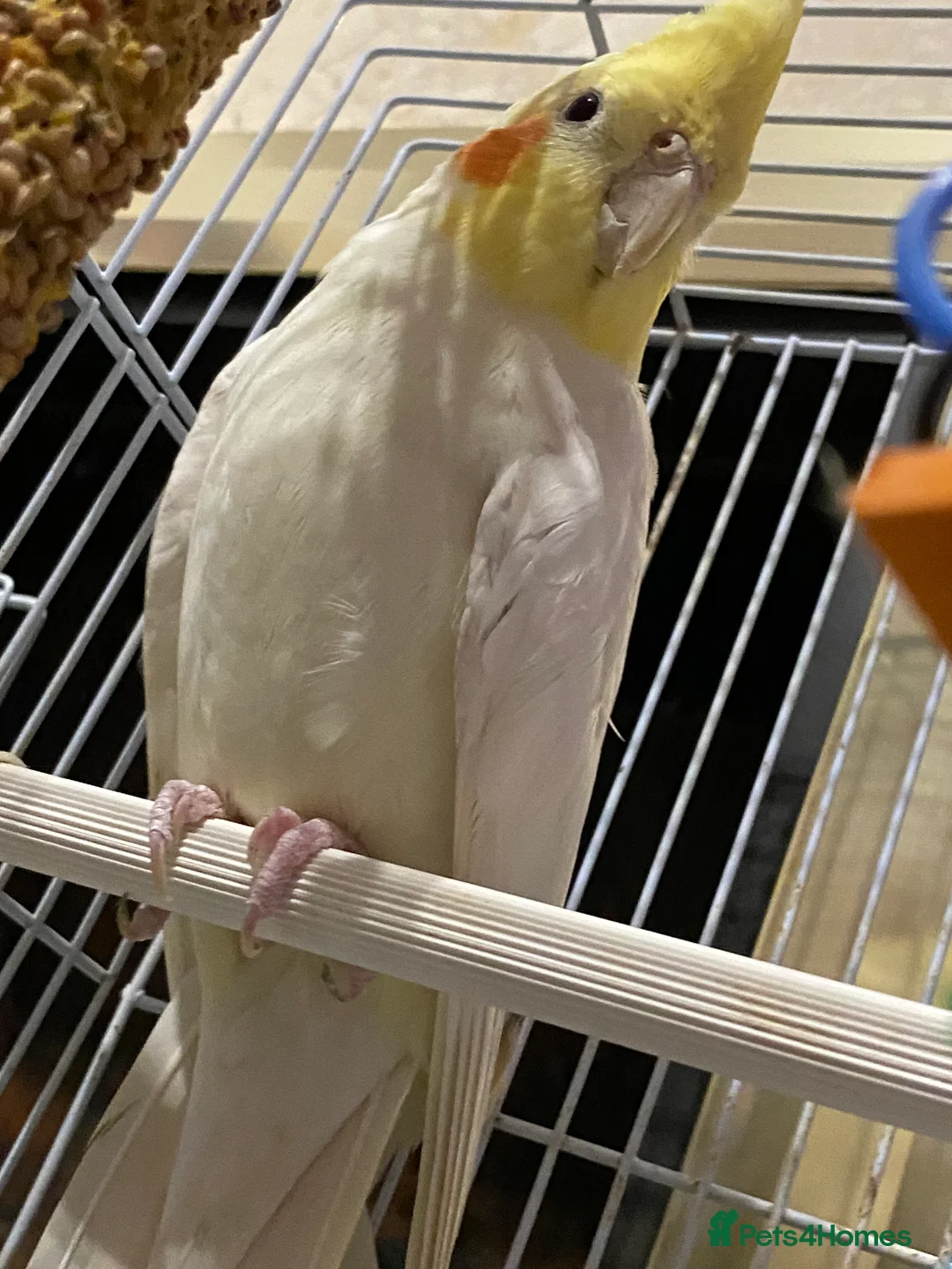 Cockatiels birds for sale: White Lutino cockatiel 17 weeks old in Derby - Advert 2