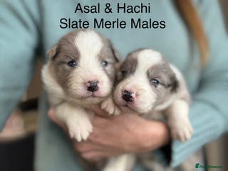 Border Collie dogs Border Collie (KC reg Pending) Puppies For Sale - Advert 16