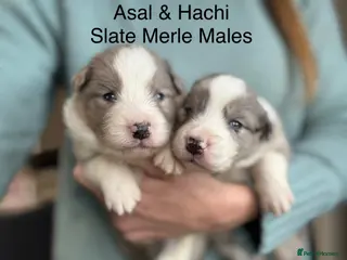 Border Collie dogs Border Collie (KC reg Pending) Puppies For Sale - Advert 6