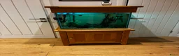 Other/Mixed Breed fish for sale: Tropical Fish and large cube fish tank - Advert 5
