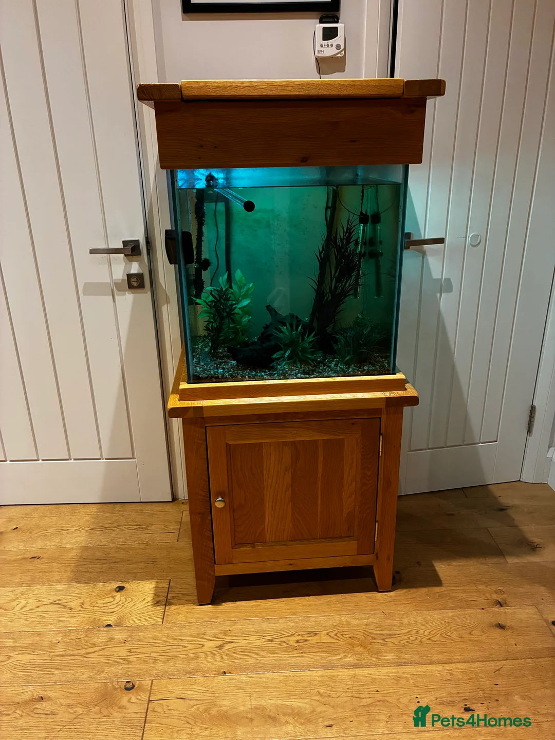 Other/Mixed Breed fish for sale: Tropical Fish and large cube fish tank - Advert 5