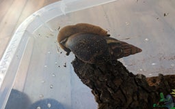 Snails invertebrates for sale: Giant African Land Snail  - Image 2