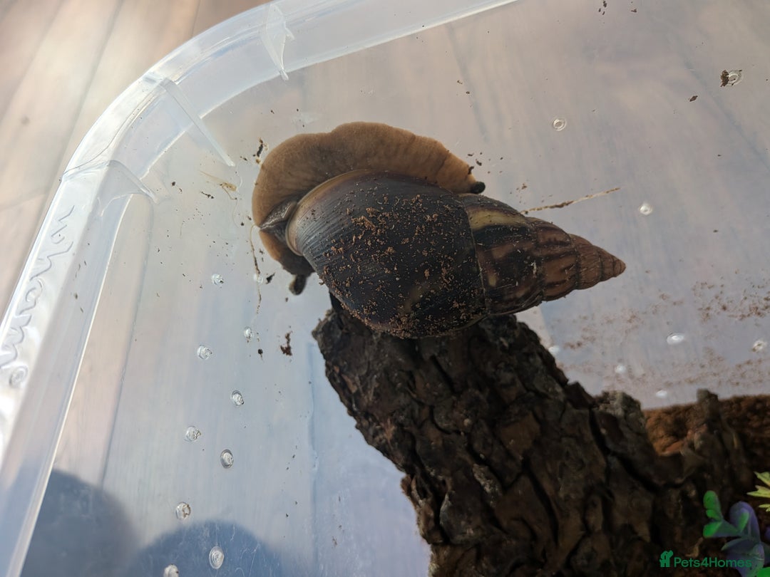 Snails invertebrates for sale: Giant African Land Snail  - Image 2