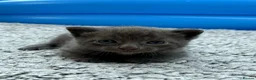 British Shorthair cats for sale: ❤ Beautiful Kittens ❤ – Ready for Loving Homes ❤ in Hull - Advert 16