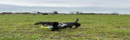 Miniature Dachshund dogs for stud: RIO — Proven Miniature Smooth Haired Dach Stud - Advert 3