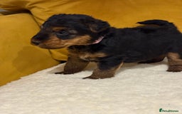 Welsh Terrier dogs for sale: Top quality litter  - Image 10