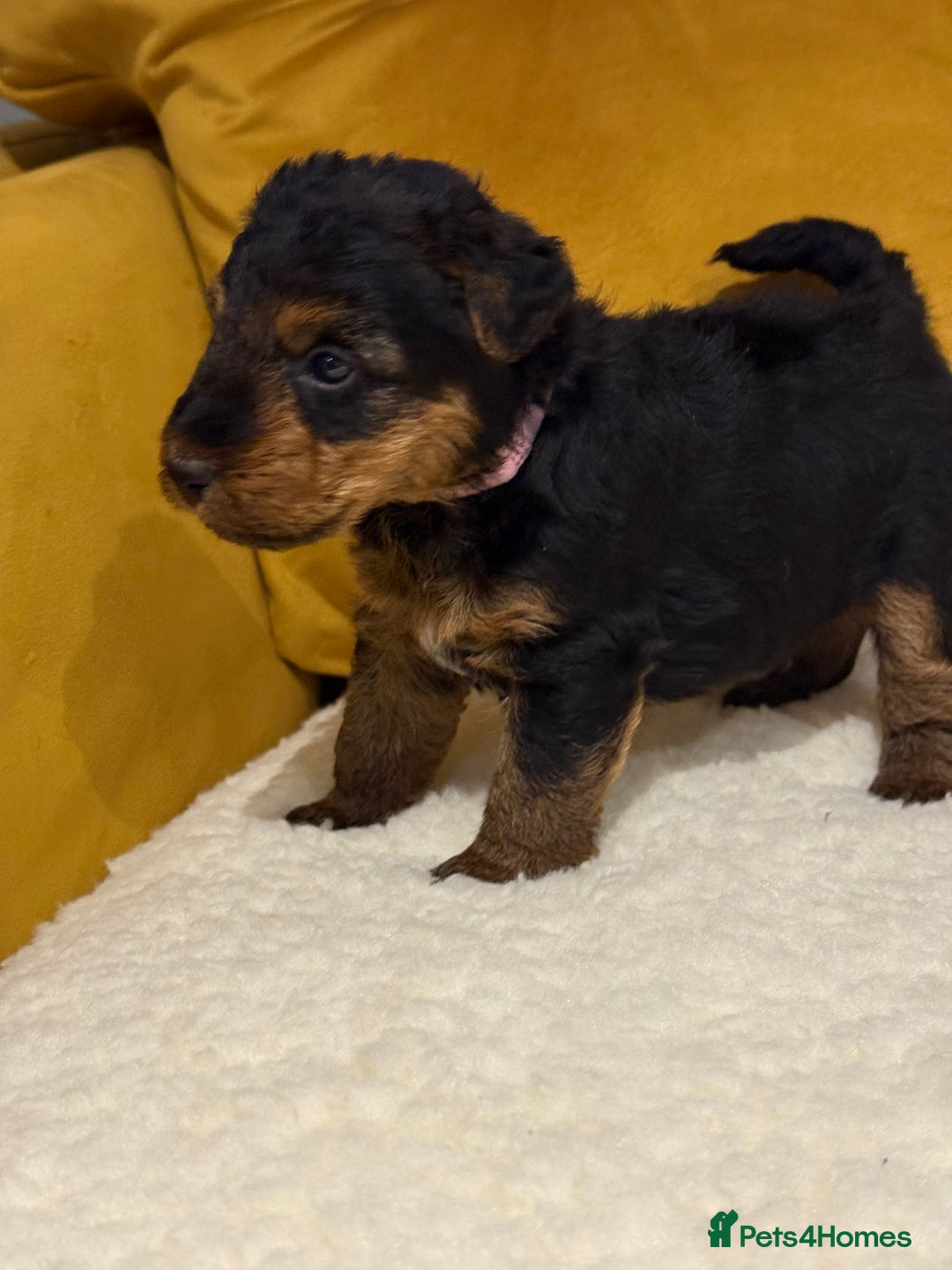 Welsh Terrier dogs for sale: Top quality litter  - Image 10