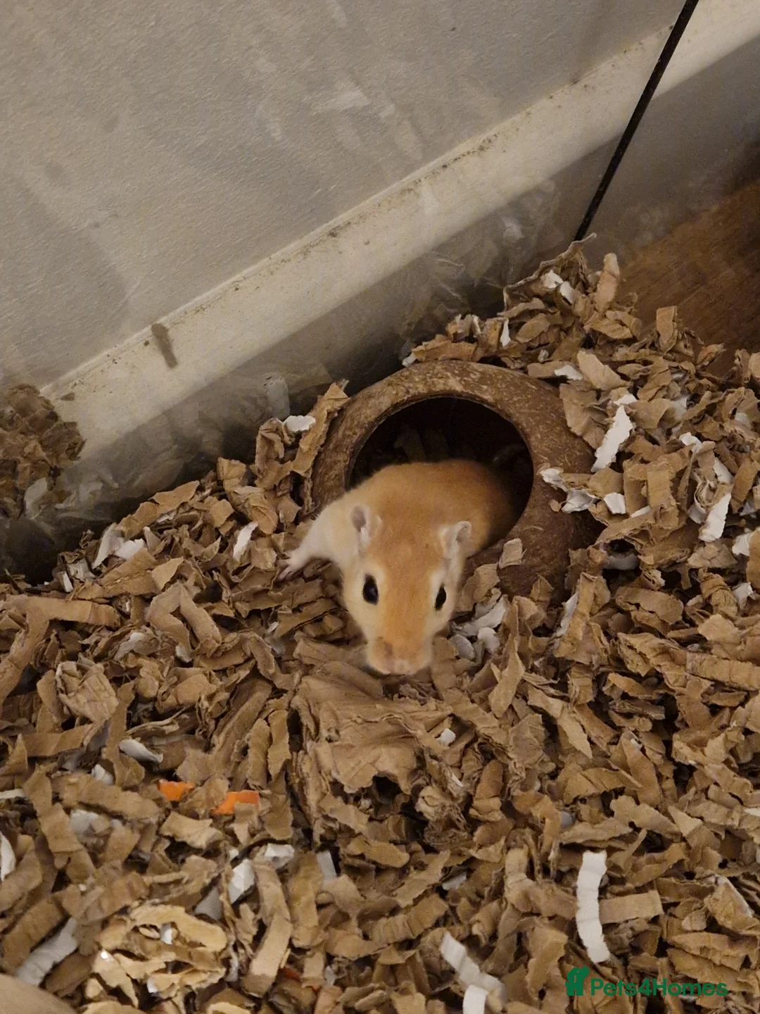 Gerbil rodents for sale: Single female for bonding available - Advert 2