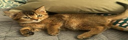 Abyssinian cats for sale: Abyssinian Cross British Blue - Advert 14
