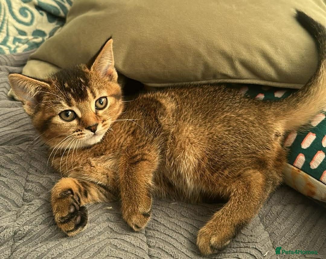 Abyssinian cats for sale: Abyssinian Cross British Blue - Advert 14