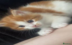 Domestic Shorthair cats for sale: Domestic Kittens  - Image 1