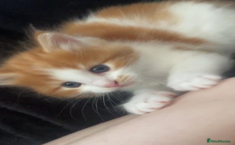 Domestic Shorthair cats - Advert 1