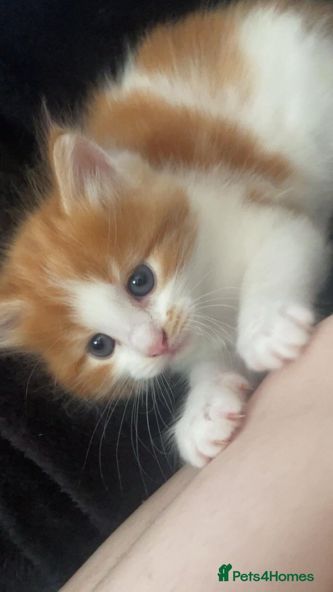 Domestic Shorthair cats for sale: Domestic Kittens  - Image 1