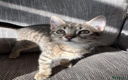 European cats for sale: Lovely family kitten, 1 male left. - Image 3