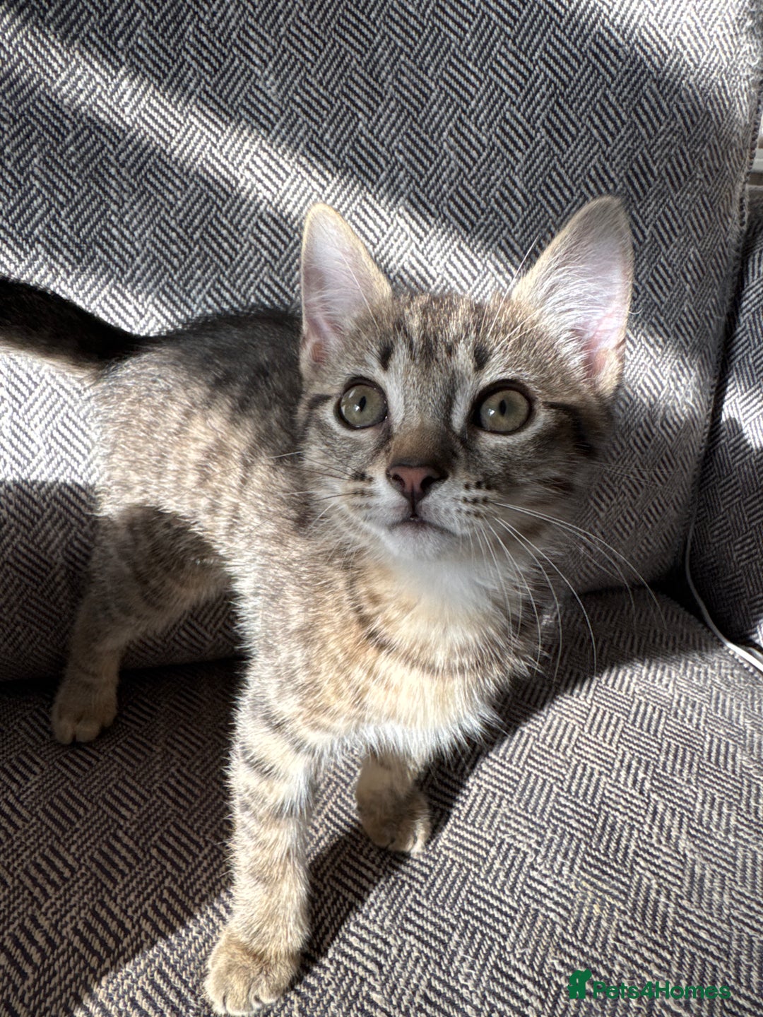 European cats for sale: Lovely family kitten, 1 male left. - Image 3