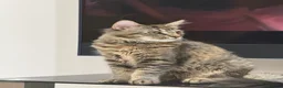 Maine Coon cats for sale: Mainecoone female kitten  in Romford - Advert 7