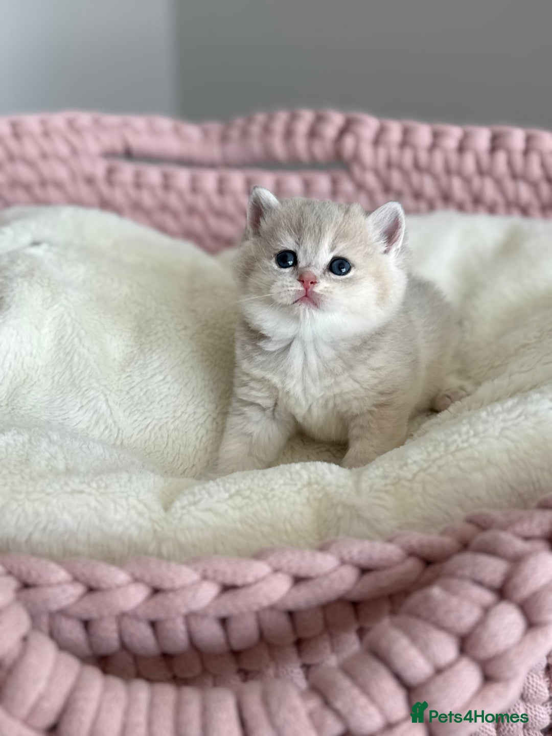 British Shorthair cats for sale: Golden Blue British Shorthair kittens  - Advert 16