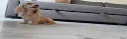 Miniature Dachshund dogs for sale: English Cream Blonde Dachshund Boy Ready to Leave - Advert 9