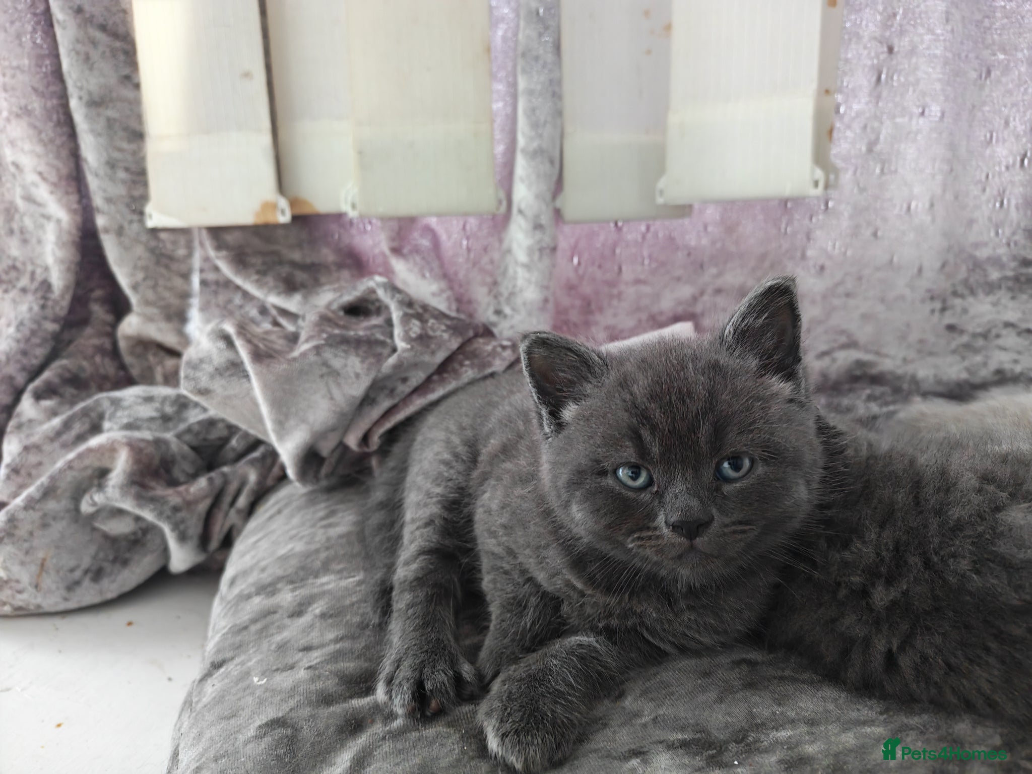 British Shorthair cats Beautiful British Short Hair kitten  - Advert 2