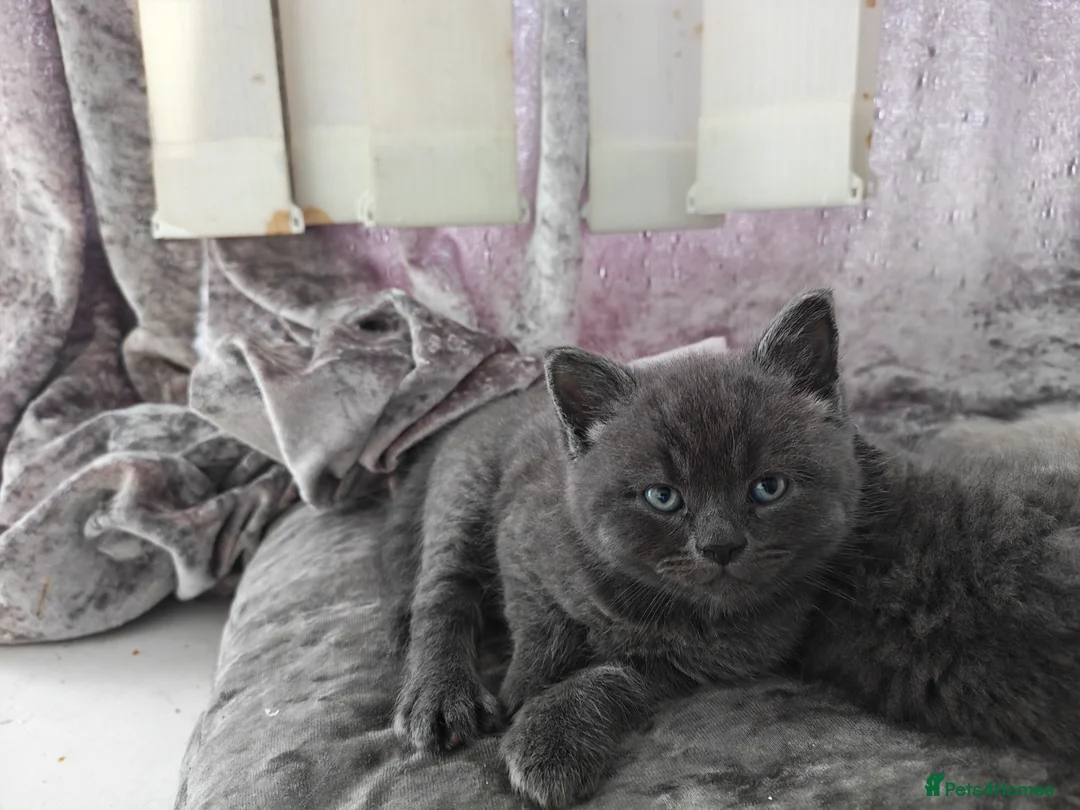 British Shorthair cats for sale: Beautiful British Short Hair kitten  - Advert 1