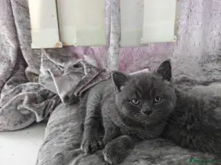 British Shorthair cats Beautiful British Short Hair kitten - Advert 5